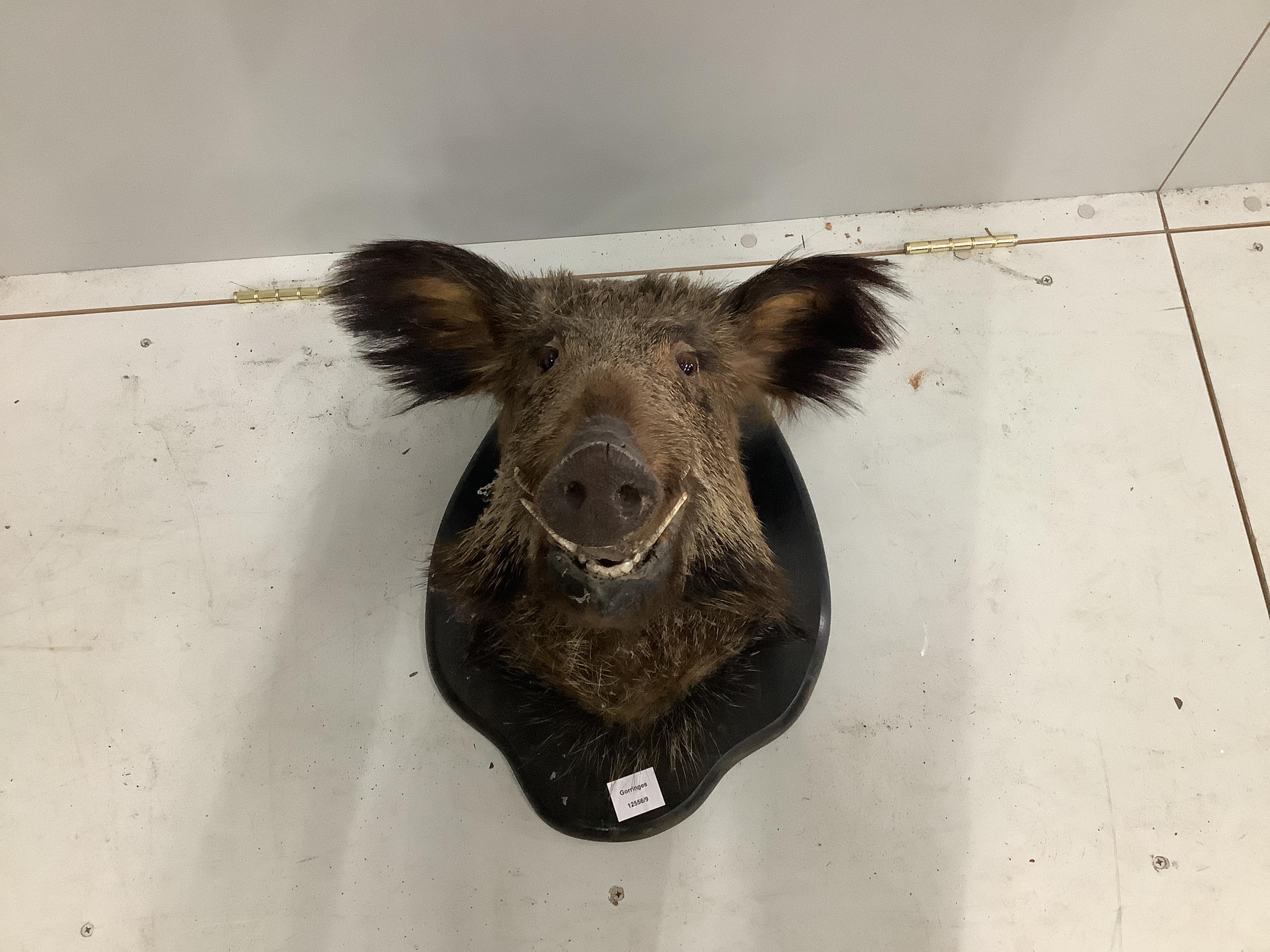 A taxidermic boar's head, height 50cm